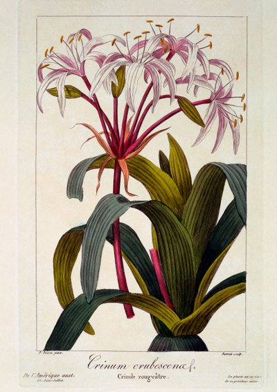 Crinum erubescens by Pancrace Bessa